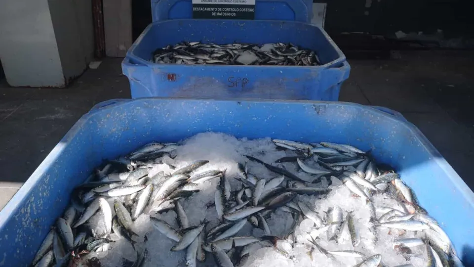 GNR aprende mais de 800 kg de sardinha avaliados em quase 5 mil euros