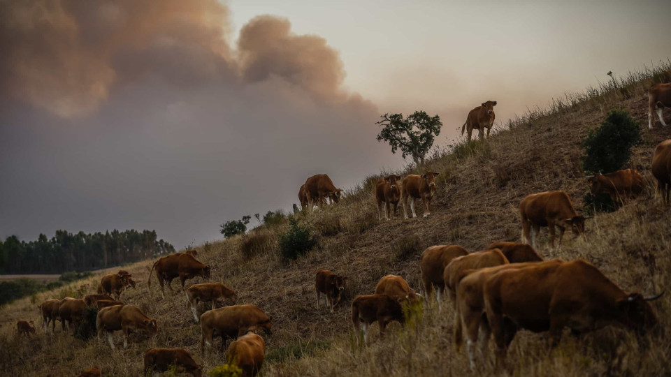 Perto de cinco mil operacionais combatiam 126 fogos às 17h40