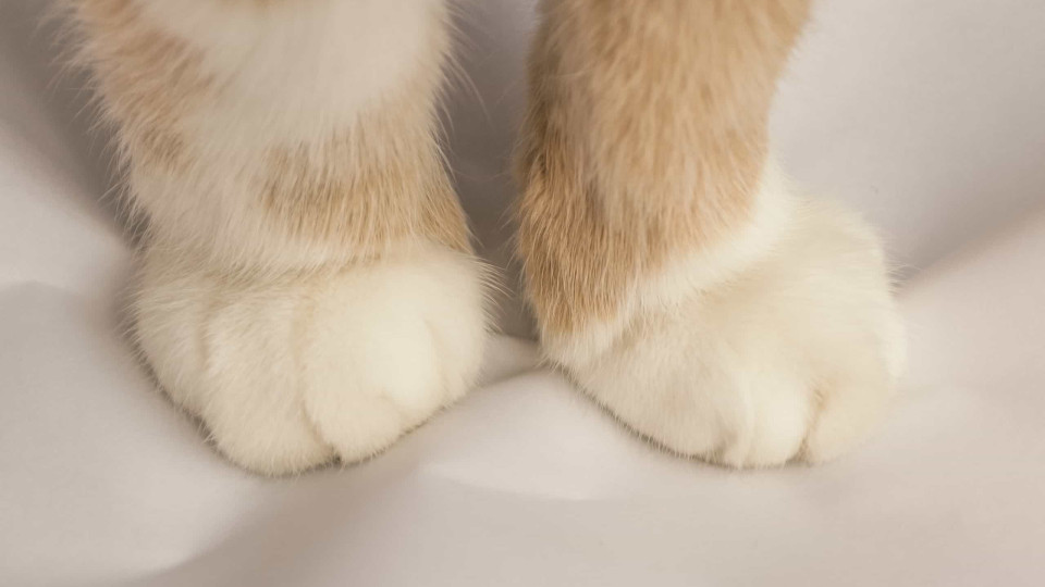 Por que razão os gatos fazem 'massagens' com as patas? A ciência explica