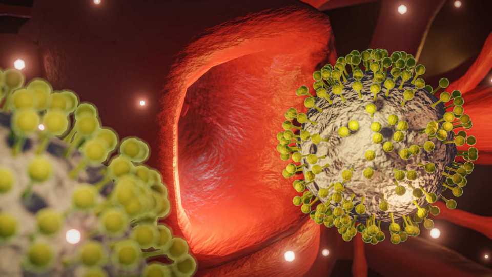 Proteína do coronavírus modifica células dos vasos sanguíneos, diz estudo