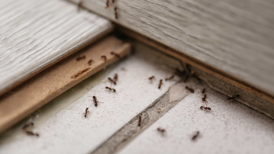 Formigas em casa? Atenção, podem estar escondidas neste sítio