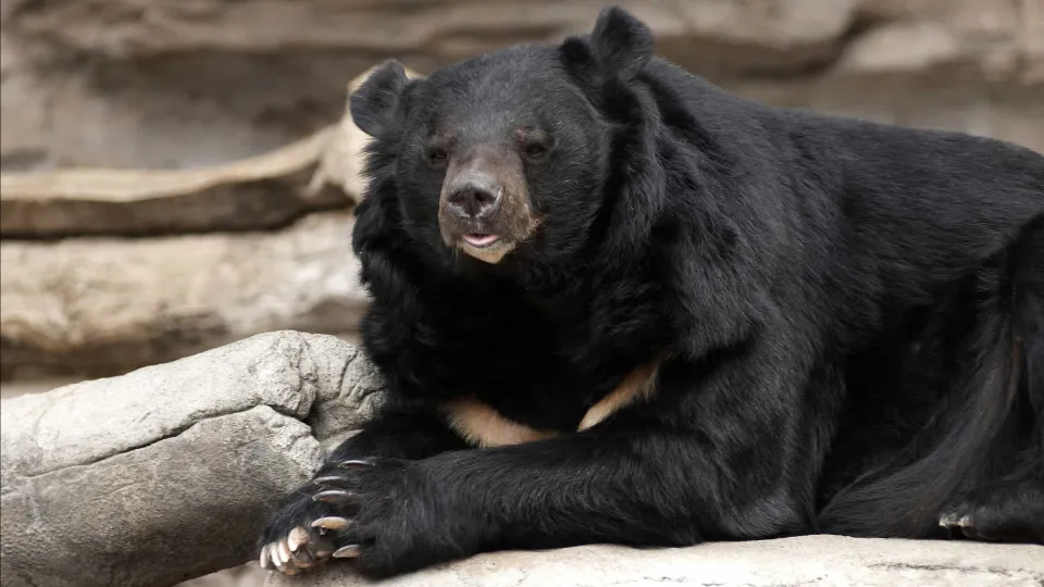 Homem de 70 anos decapitado após ataque de urso no Japão