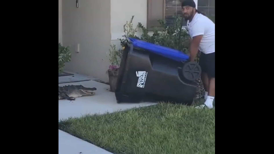Homem captura jacaré com caixote do lixo. "Flórida pode-se orgulhar"