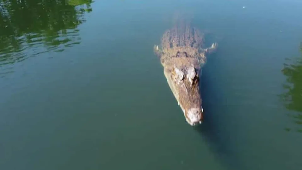 Crocodilo morde drone que voava a baixa altitude, mas o vídeo sobreviveu