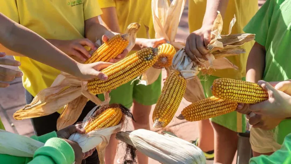 Sabe o que é o milho rei? Tradição do campo foi cumprida na capital