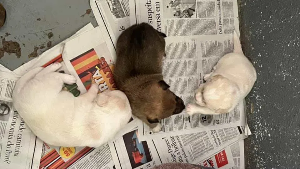 Três cachorros abandonados junto a contentor do lixo no Funchal