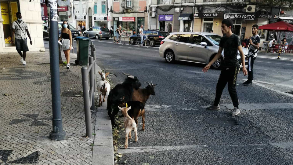 Cabras avistadas na Almirante Reis. IRA quer "questionar quem de direito"