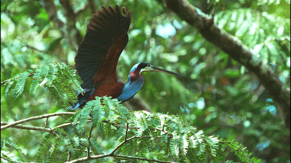 Aves na Amazónia diminuem de peso e alargam as asas para se adaptar