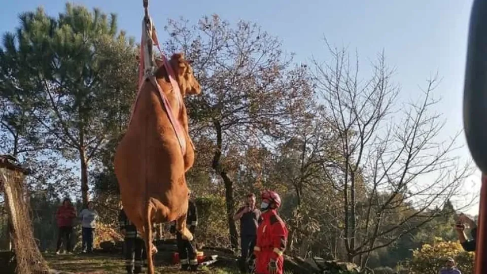 Barcelos. Bombeiros salvam vaca que ficou presa em telhado