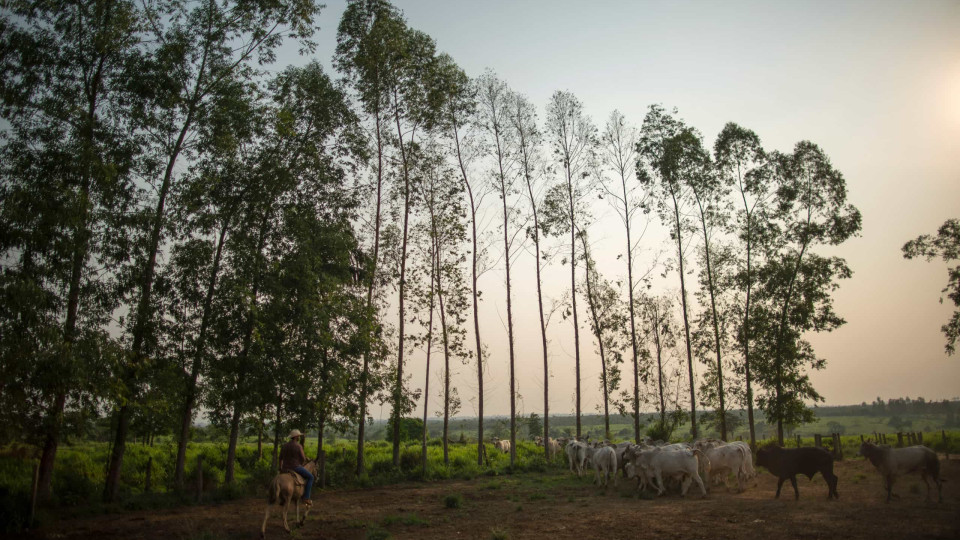 Brasil defende negociação de "meta global" para reduzir desflorestação