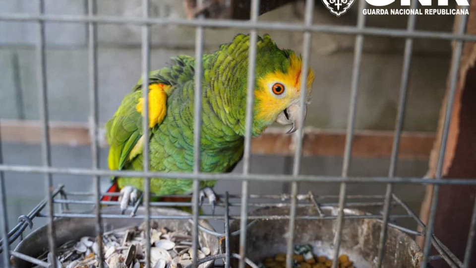 Tinha aves em cativeiro e sem registo. Multa pode chegar a 20 mil euros