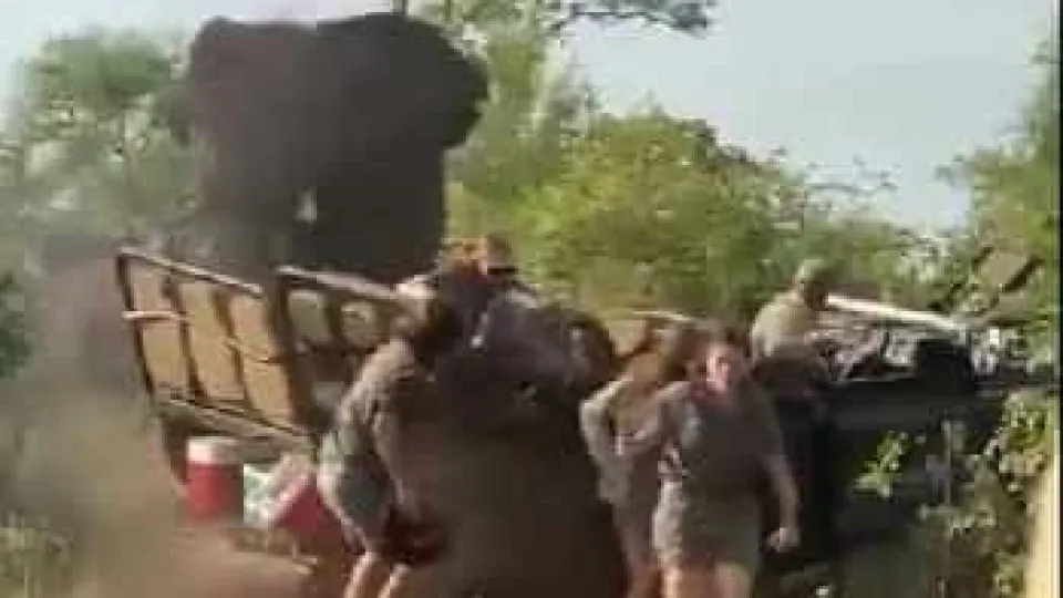 Elefante enfurecido destrói carrinha de safari e leva turistas a fugir
