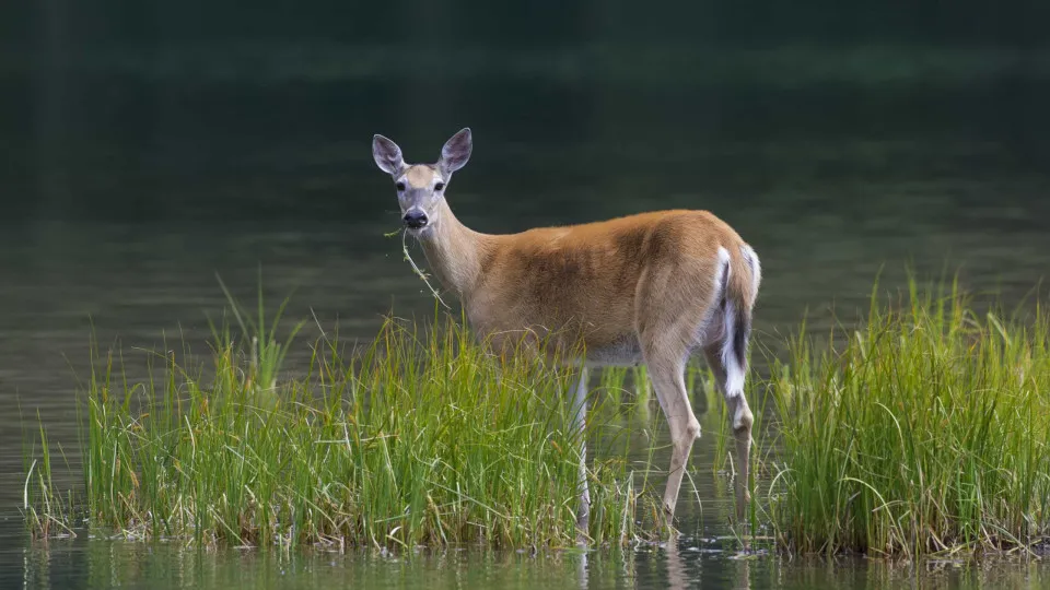 Canadá reporta primeiros casos de Covid-19 em animais selvagens