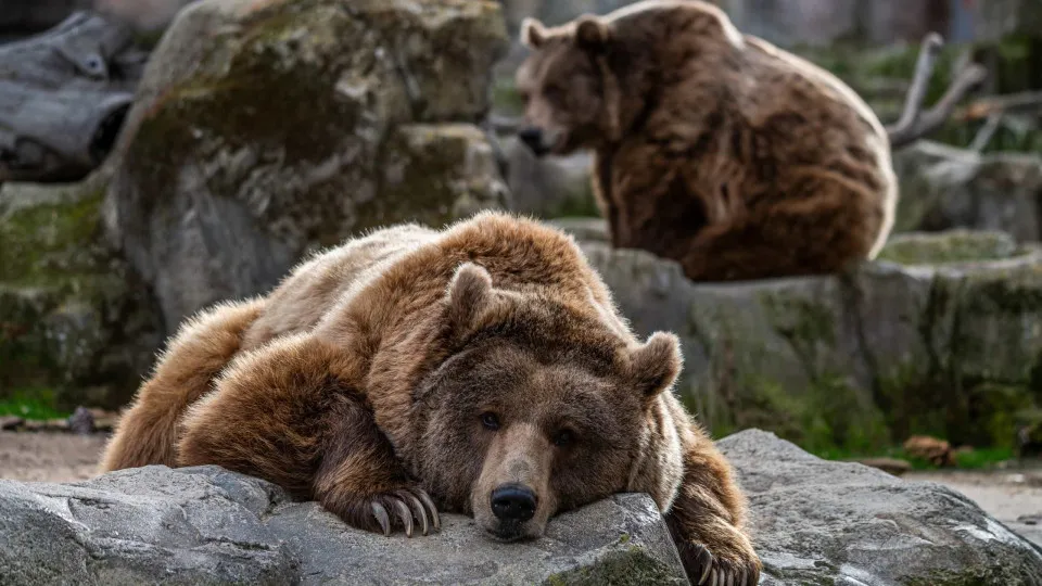 EUA. Vários estados poderão permitir a caça ao urso pardo