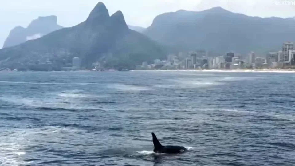 Grupo de orcas surpreende banhistas da praia de Ipanema