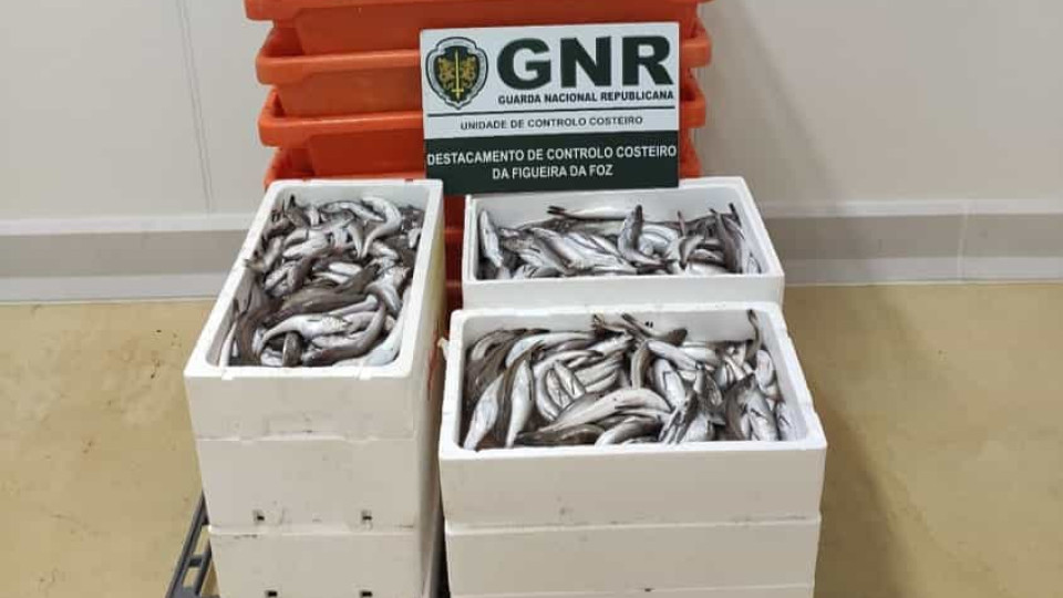 GNR apreende mais de 150 quilos de pescada subdimensionada