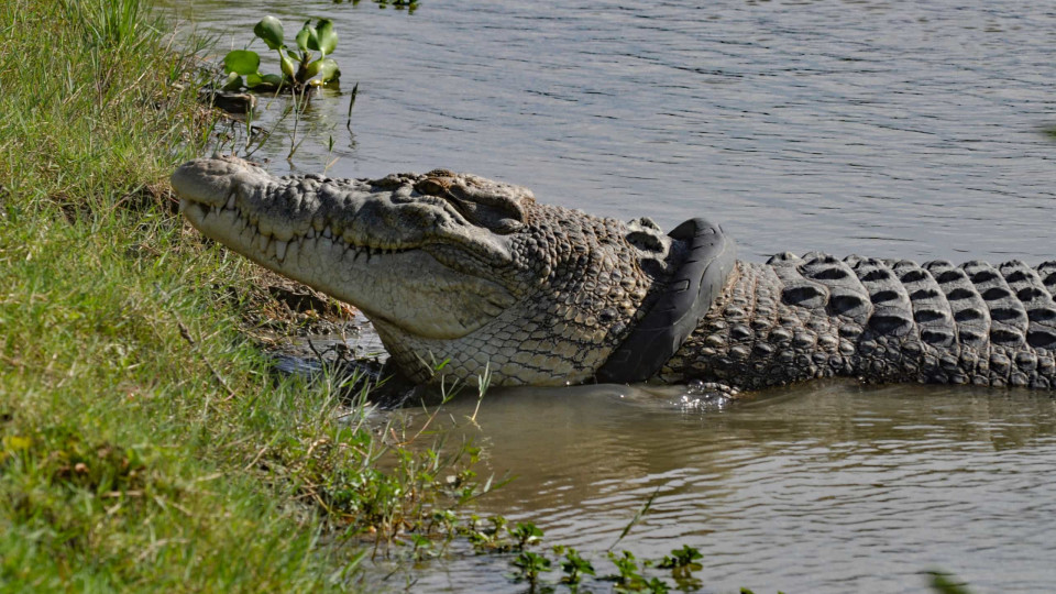 Após cinco anos com um pneu preso no pescoço, crocodilo é libertado