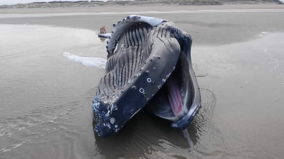 Corpo de baleia jubarte com 10 metros dá à costa em França