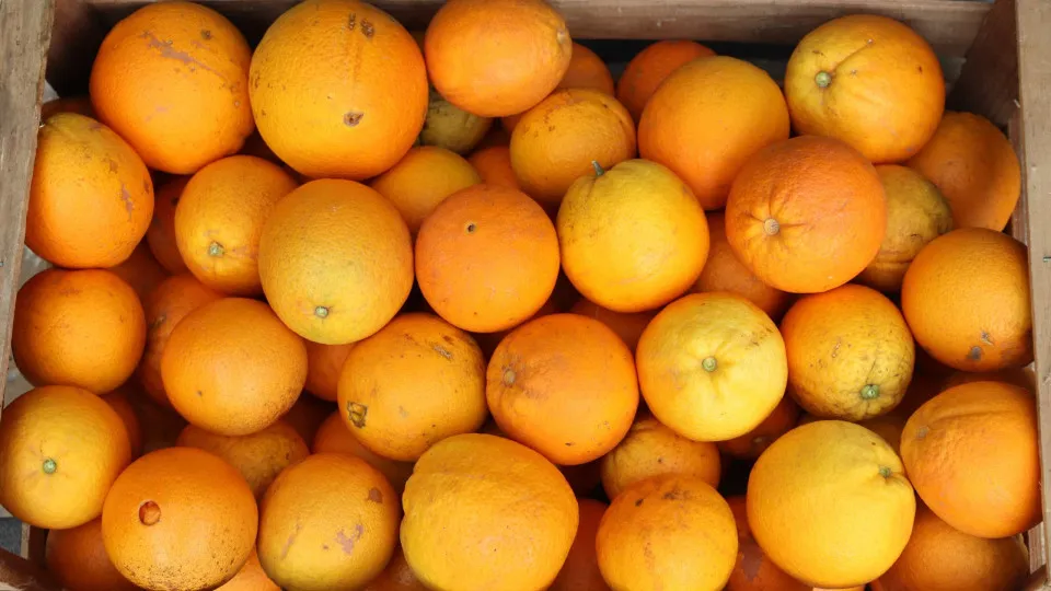 Seca. Laranja do Algarve está mais pequena (e há "perda de preço")