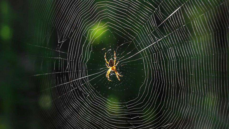 Teia de aranha pode ser eficaz no tratamento contra o cancro, diz estudo