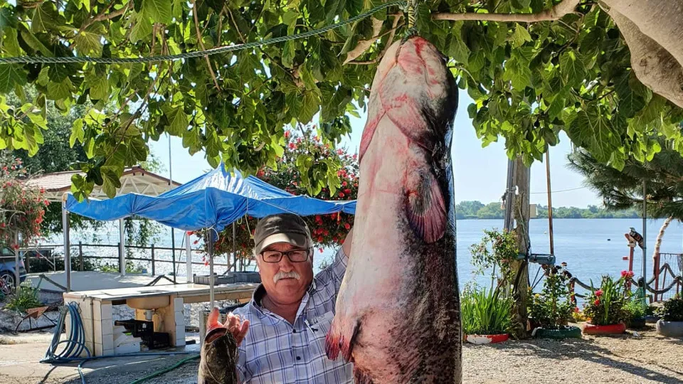 Recorde. Peixe com 60 quilos e quase dois metros apanhado no rio Tejo