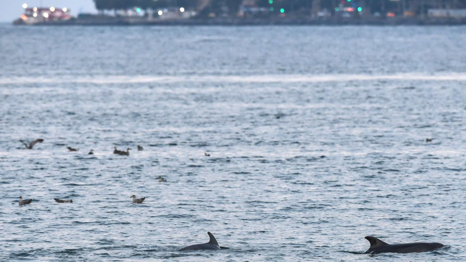 Guerra na Ucrânia está a matar golfinhos no Mar Negro