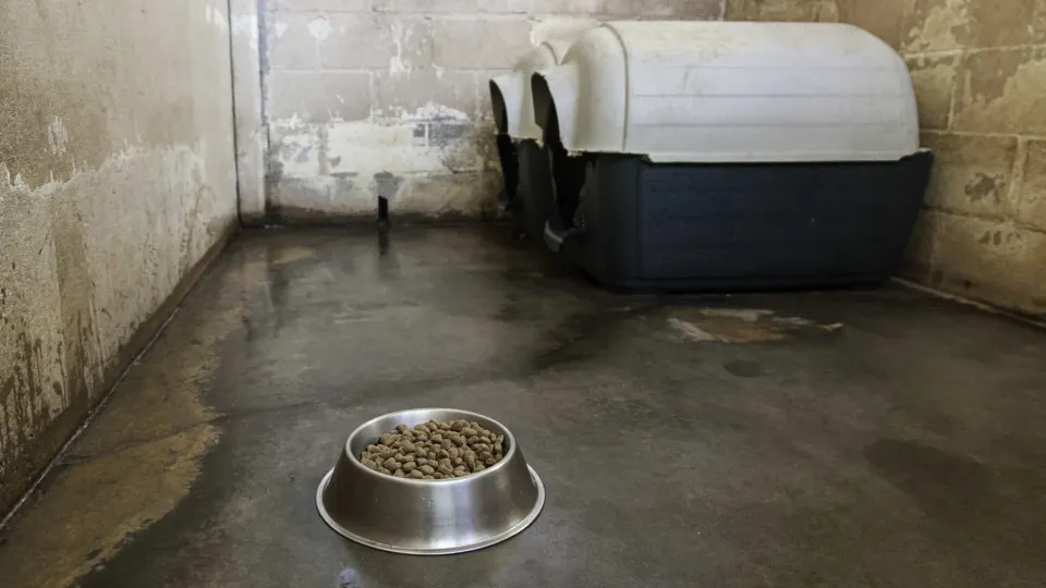 EUA. Mais de 30 animais mortos encontrados em casa de CEO de ONG
