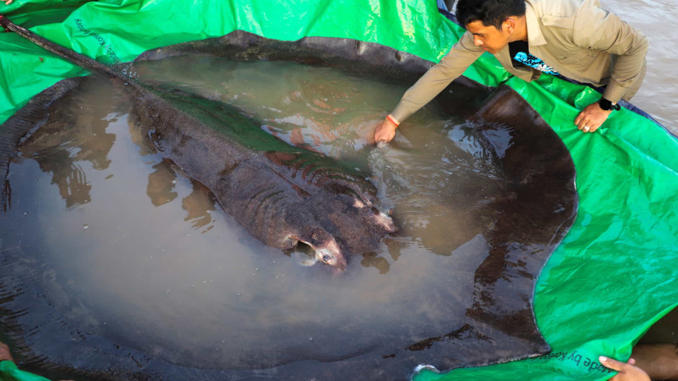 Camboja. Raia de 300 Kg é o maior peixe de água doce do mundo