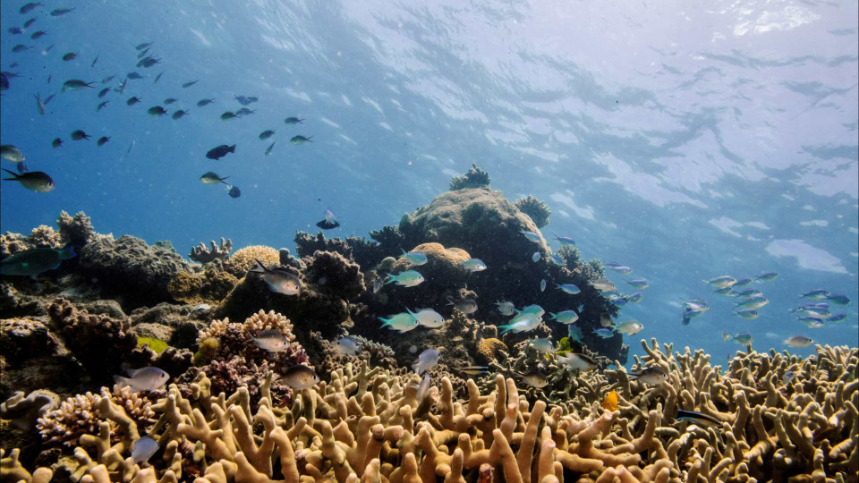 Mundo não está a fazer o suficiente para proteger os recifes de corais
