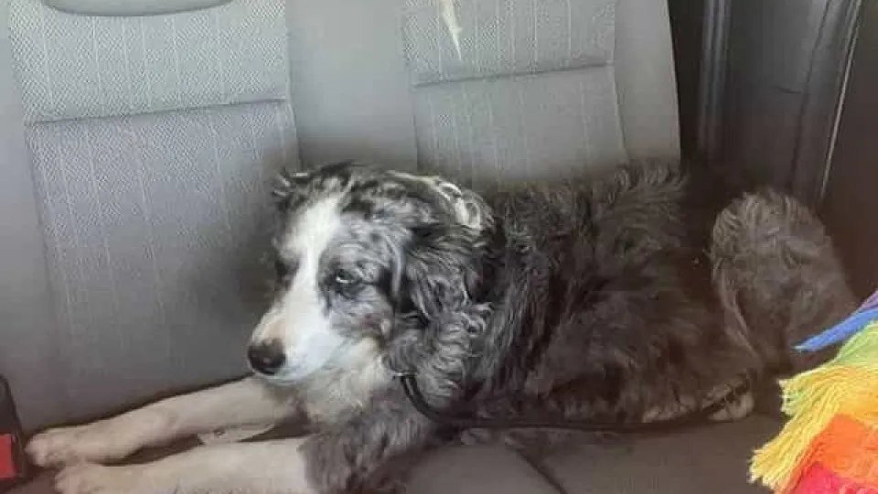 Cão sobrevive após cair de um barco durante tempestade e nadar por 2 dias