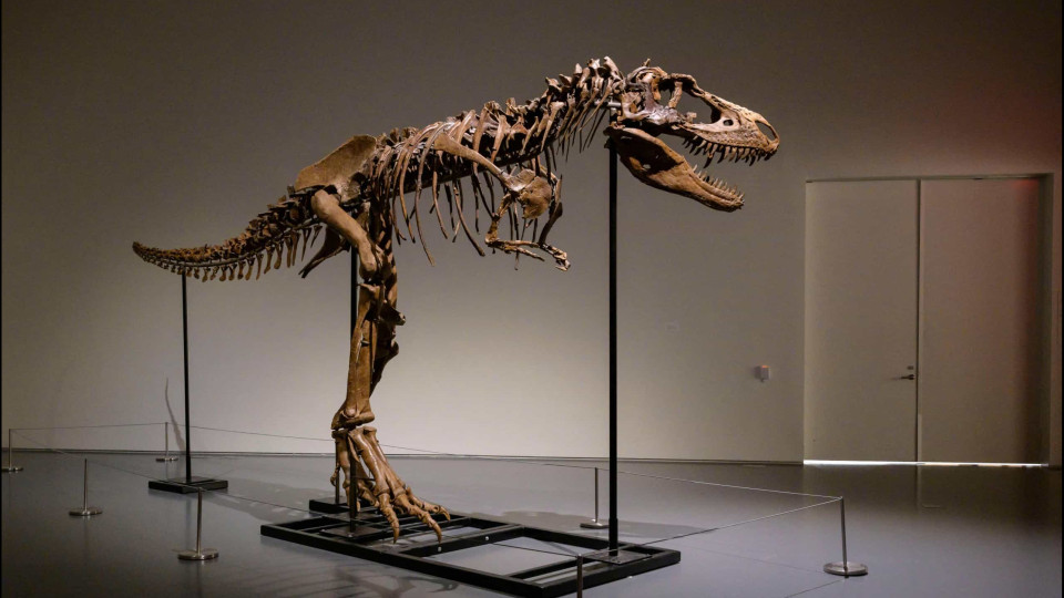Esqueleto de dinossauro com 76 milhões de anos leiloado em Nova Iorque