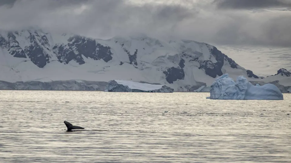 Pela primeira vez em décadas, 150 baleias a comer juntas na Antártica