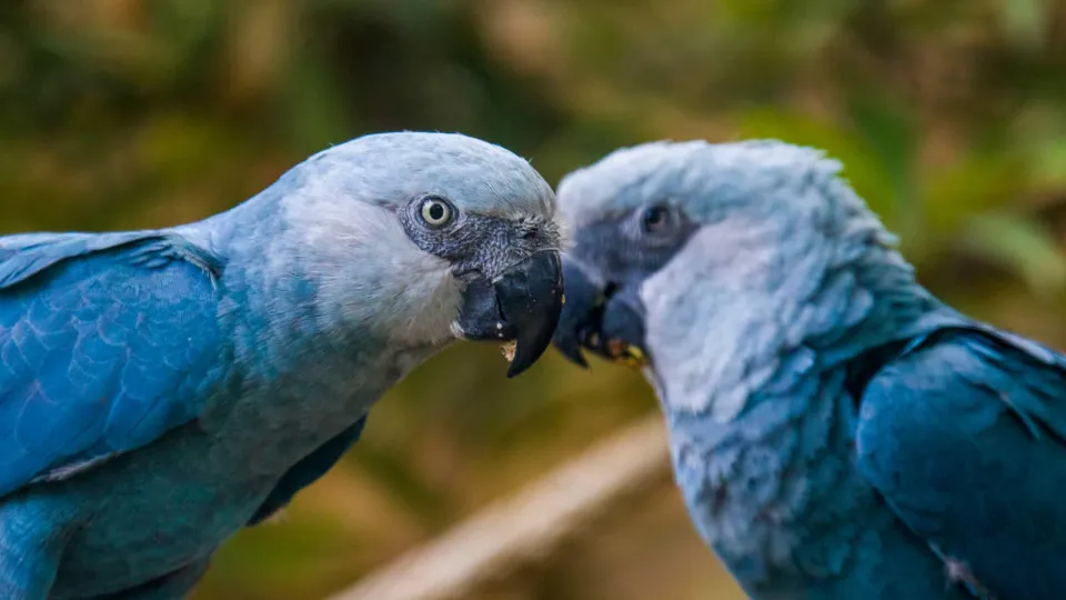 Araras-azuis do filme 'Rio' regressam ao seu habitat no Brasil