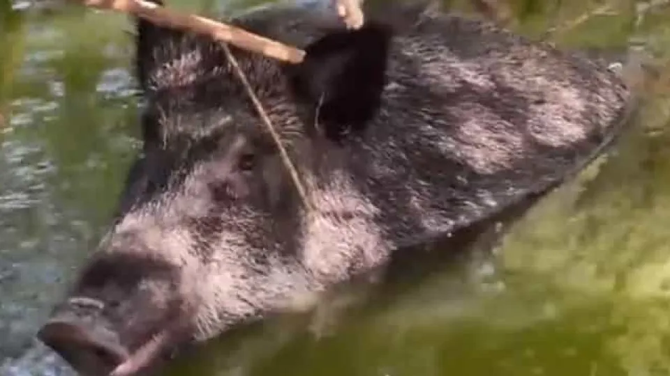 Resgatado javali que entrou num lago em Espanha e não conseguiu sair 