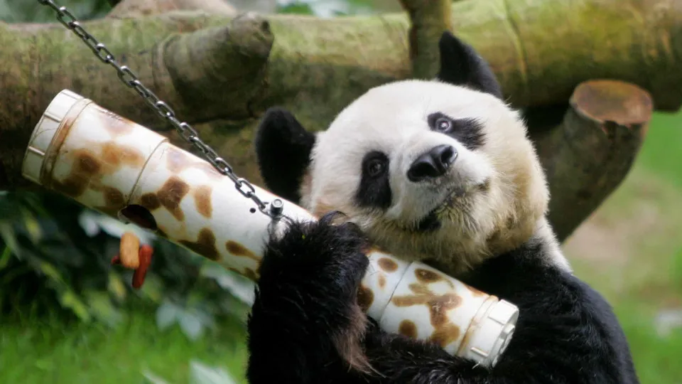 An An, o panda-gigante macho mais velho do mundo, morre aos 35 anos