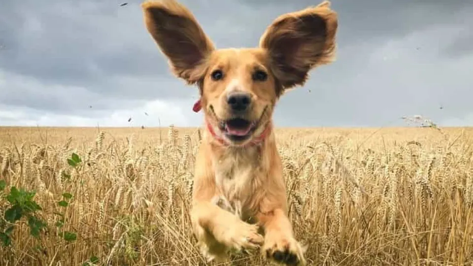 Algumas das fotos mais cómicas de animais de estimação