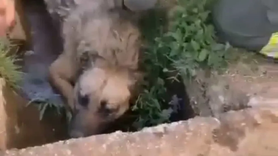 Vídeo. Cão salvo por sapadores florestais de fogo na Serra da Estrela