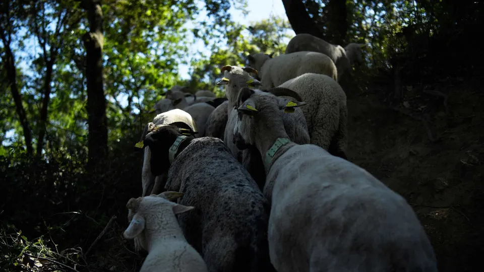 Incêndios. Projeto ibérico de cabras sapadoras para com falta de apoios