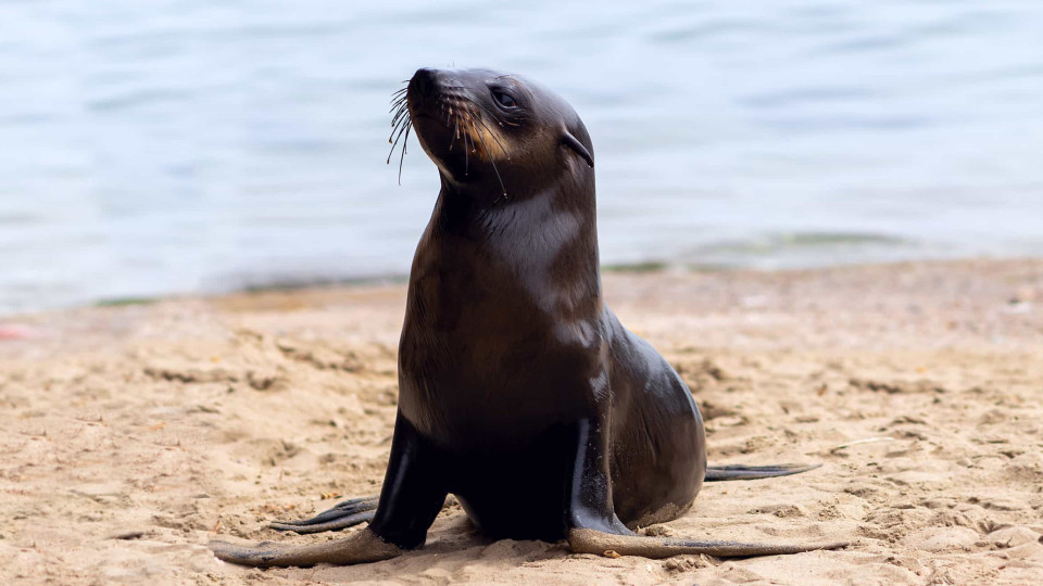 Foca bebé invade casa na Nova Zelândia e acorda família