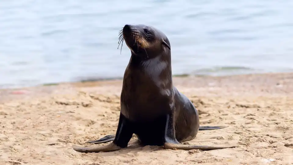 Foca bebé é salva após aparecer faminta e desmaiada em praia