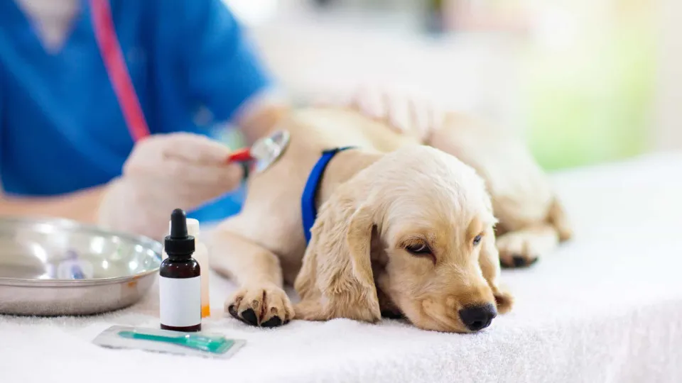 Parvovírus. Saiba tudo sobre a infeção que matou dezenas de cães