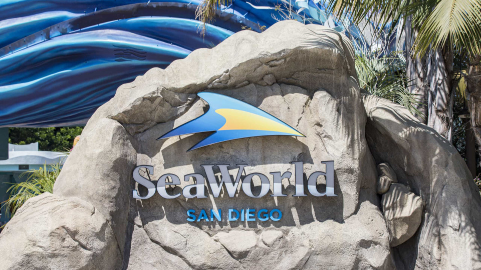Treinadora atacada por orca leva SeaWorld a mudar regras