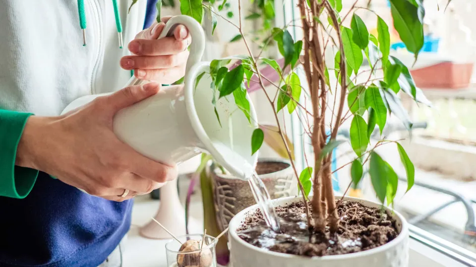 Regar as plantas com álcool parece absurdo, mas só lhes está a fazer bem