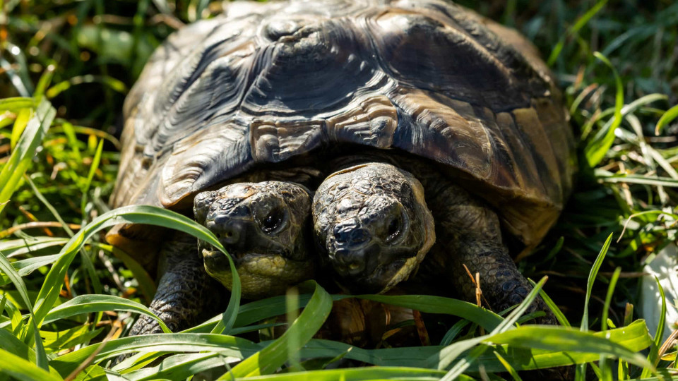 Janus, a tartaruga com duas cabeças, completa 25 anos