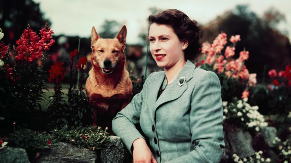 Saiba com quem vão ficar os amados corgis da rainha Isabel II