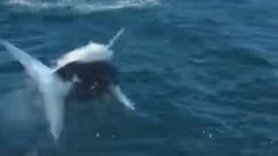EUA. Vídeo mostra tubarão a saltar para um barco e surpreender ocupantes