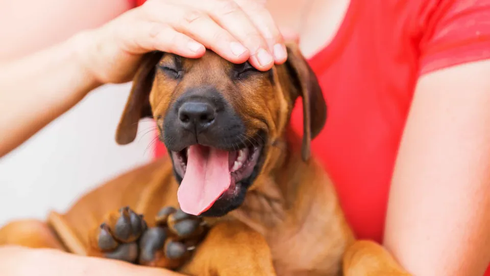 Fazer festas a cães estimula o cérebro, diz estudo