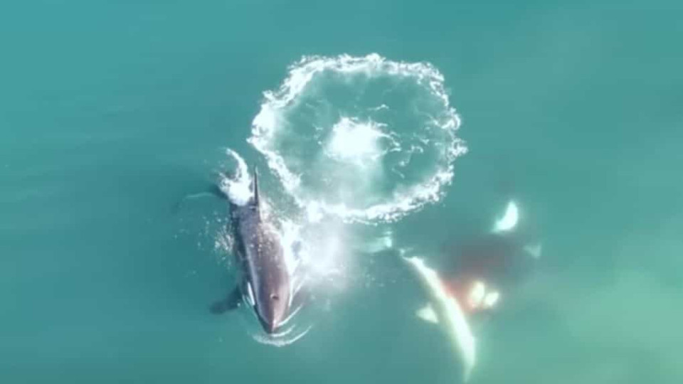 Vídeo mostra orcas a atacar e matar tubarão branco na África do Sul