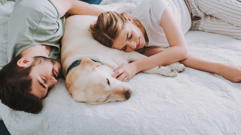 Dorme com cães na cama? O melhor é continuar a fazê-lo