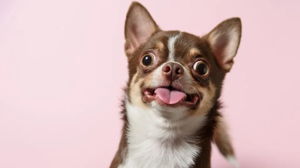 Jamais dê estas frutas a cães. São tóxicas e podem ser fatais